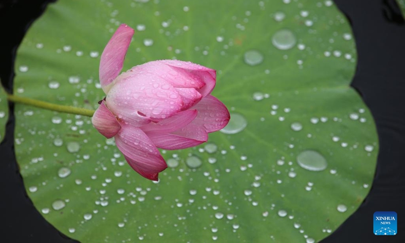 This photo taken on June 28, 2023 shows a blooming lotus flower in Guangping County of Handan, north China's Hebei Province. Lotus flowers across China have begun to bloom as summer comes.(Photo: Xinhua)