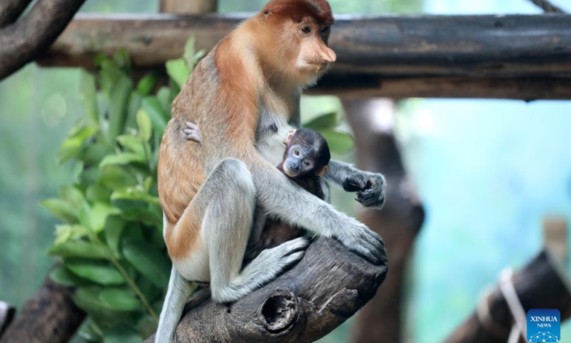 Proboscis monkey cub Wuyi is seen with its mother at Chimelong Safari Park in Guangzhou, south China's Guangdong Province, June 29, 2023. The proboscis monkey cub, born on May 1, made its public debut at the zoo on Thursday. Chimelong Safari Park has successfully bred 11 proboscis monkey cubs since the introduction of proboscis monkeys in 2017.(Photo: Xinhua)