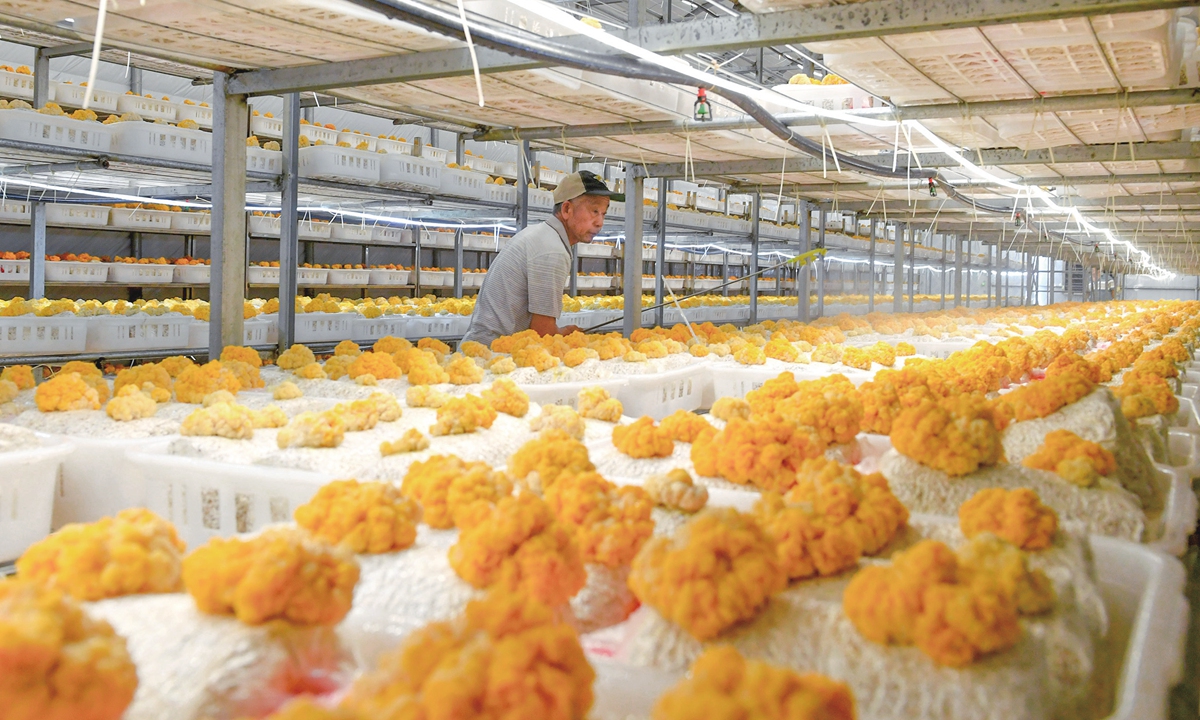 A technician sprinkles water on planted golden fungus at an edible mushroom industrial park in Xiayi county, Central China's Henan Province on July 2, 2023. At present, the county has 12,000 mu (800 hectares) of edible mushroom planting area, with an output value of over 1 billion yuan ($137.9 million). Photo: VCG