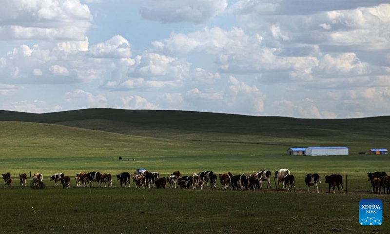 This photo taken on June 29, 2023 shows herds of cattle foraging on the grassland in Hulun Buir, north China's Inner Mongolia Autonomous Region. (Xinhua/Lan Hongguang)