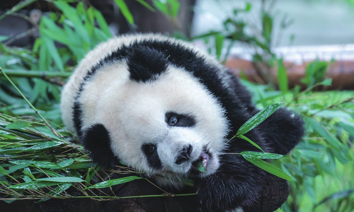 Chongqing Zoo in Southwest China's Chongqing Municipality witnesses a peak in visitors due to the summer vacation on July 2, 2023. The zoo has 21 pandas, attracting tourists to take photos and videos. Photo: IC