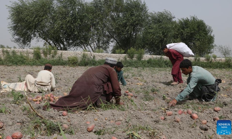 Farmers harvest potatoes in a field in Herat Province, Afghanistan, July 3, 2023.(Photo: Xinhua)