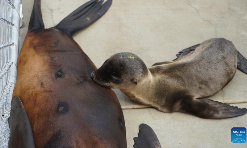 Best Time to See Seals and Sea Lions in San Diego 2023 