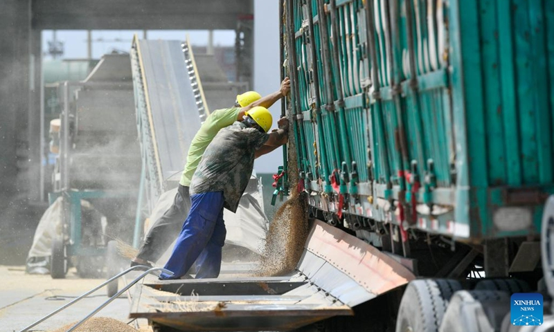 Workers unload grains at Dagang branch of Central Grain Reserve Tianjin Dongli Direct Warehouse Co., Ltd. in north China's Tianjin, July 5, 2023. Twenty-three new warehouses are put into use at Dagang branch of Central Grain Reserve Tianjin Dongli Direct Warehouse Co., Ltd., adding a total storage capacity of about 200,000 tons to the major grain reserve depot in Tianjin.(Photo: Xinhua)