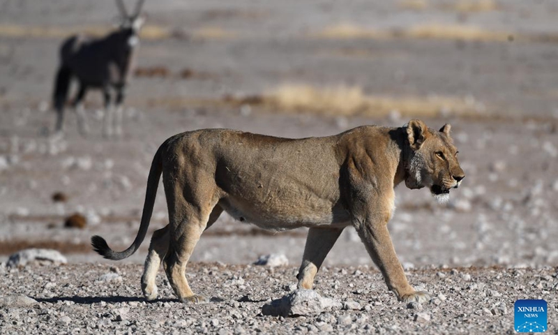 A lion is pictured at the Etosha National Park in northern Namibia, Aug. 15, 2022. The Namibian government is taking a proactive stance to protect and sustain its dwindling lion population in the northwestern part of the country, an official said on Monday.(Photo: Xinhua)