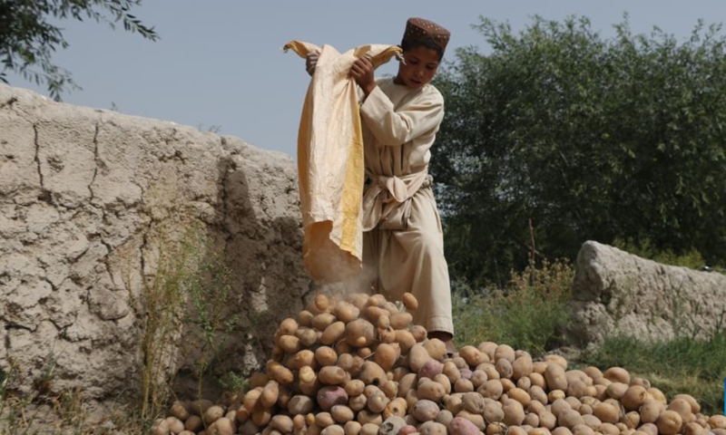 A child collects harvested potatoes in a field in Herat Province, Afghanistan, July 3, 2023.(Photo: Xinhua)