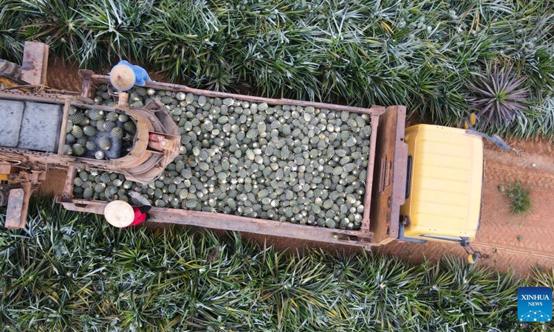 This aerial photo taken on July 5, 2023 shows people loading pineapples onto a truck at a pineapple planting garden in Terbanggi Besar of Lampung Province, Indonesia.(Photo: Xinhua)