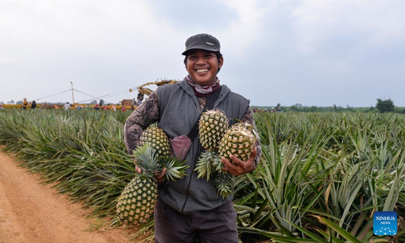 A worker shows pineapples at a pineapple planting garden in Terbanggi Besar of Lampung Province, Indonesia, on July 5, 2023.(Photo: Xinhua)