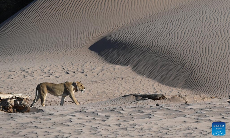 A lion is pictured at the Hoanib River drainage in northern Namibia, Feb. 8, 2023. The Namibian government is taking a proactive stance to protect and sustain its dwindling lion population in the northwestern part of the country, an official said on Monday.(Photo: Xinhua)