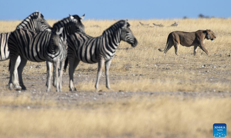 A lion is pictured at the Etosha National Park in northern Namibia, Aug. 15, 2022. The Namibian government is taking a proactive stance to protect and sustain its dwindling lion population in the northwestern part of the country, an official said on Monday.(Photo: Xinhua)