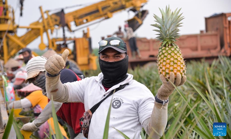 A worker shows a pineapple at a pineapple planting garden in Terbanggi Besar of Lampung Province, Indonesia, on July 5, 2023.(Photo: Xinhua)