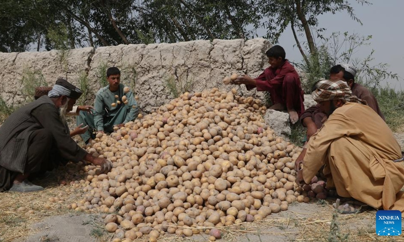 Farmers collect harvested potatoes in a field in Herat Province, Afghanistan, July 3, 2023.(Photo: Xinhua)