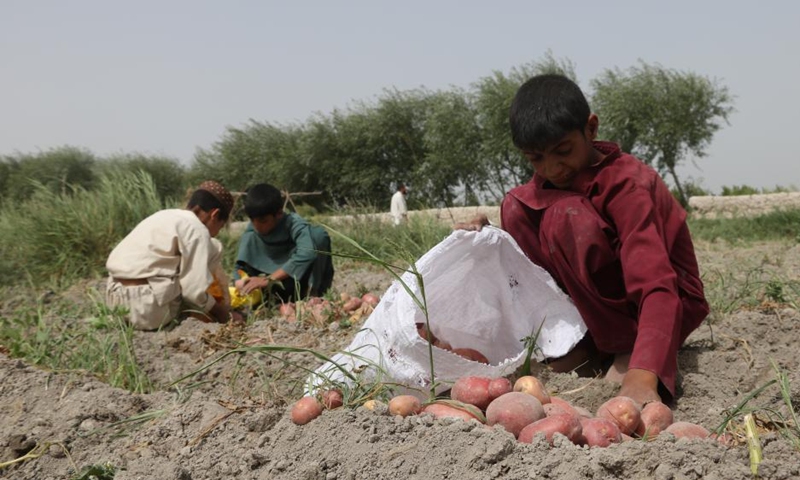 Children pack harvested potatoes in a field in Herat Province, Afghanistan, July 3, 2023.(Photo: Xinhua)