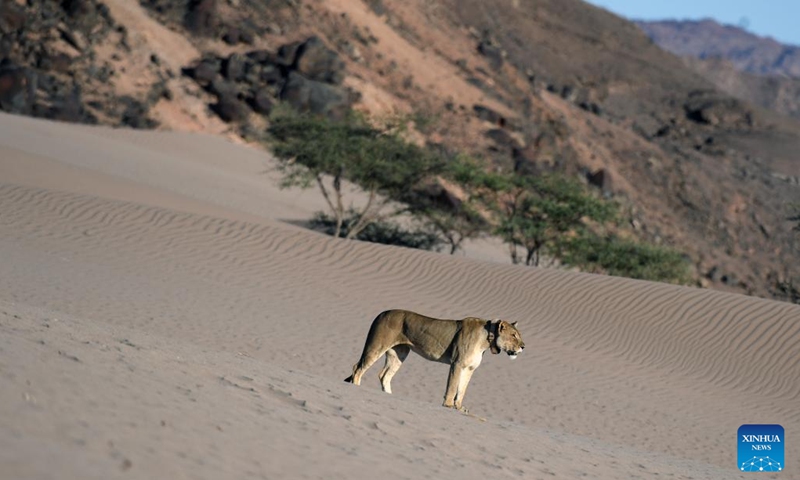 A lion is pictured at the Hoanib River drainage in northern Namibia, Feb. 8, 2023. The Namibian government is taking a proactive stance to protect and sustain its dwindling lion population in the northwestern part of the country, an official said on Monday.(Photo: Xinhua)