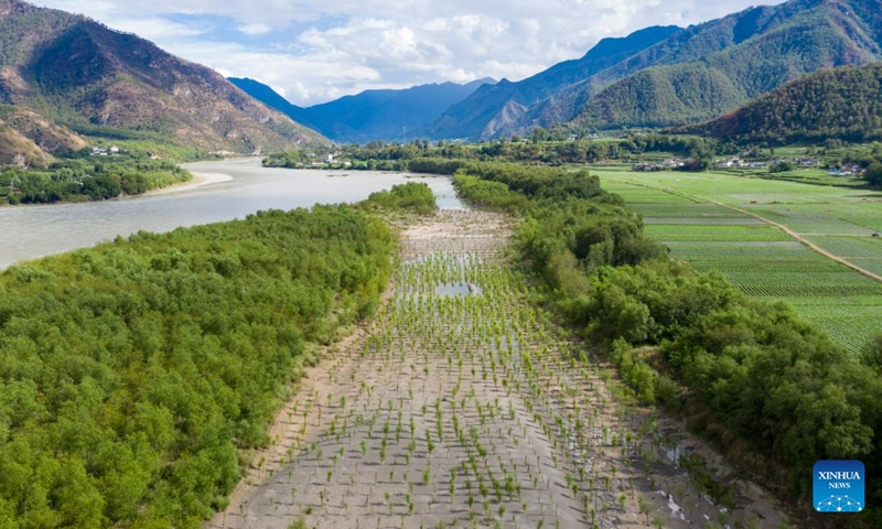 This aerial photo taken on June 20, 2023 shows willow forest belts along the Jinsha River in Shigu Town of Lijiang City, southwest China's Yunnan Province. Shigu Town of Lijiang City is located by a huge bend of the Jinsha River, the upper section of the Yangtze River in southwest China. The footprints of the Red Army are forever engraved in the town's culture and spirit(Photo: Xinhua)