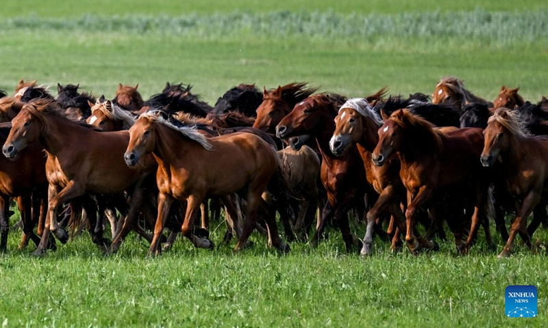 This photo taken on July 5, 2023 shows horses running on the grassland in Holin Gol, north China's Inner Mongolia Autonomous Region. The picturesque grassland in Holin Gol, located at the intersection of Horqin Grassland, Xilin Gol Grassland and Hulunbuir Grassland, is one of the primitive grasslands in Inner Mongolia Autonomous Region.(Photo: Xinhua)