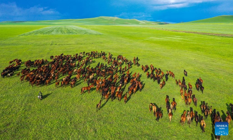 This aerial photo taken on July 5, 2023 shows horses running on the grassland in Holin Gol, north China's Inner Mongolia Autonomous Region. The picturesque grassland in Holin Gol, located at the intersection of Horqin Grassland, Xilin Gol Grassland and Hulunbuir Grassland, is one of the primitive grasslands in Inner Mongolia Autonomous Region.(Photo: Xinhua)