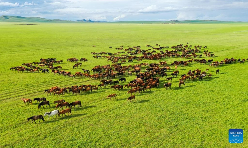 This aerial photo taken on July 5, 2023 shows horses running on the grassland in Holin Gol, north China's Inner Mongolia Autonomous Region. The picturesque grassland in Holin Gol, located at the intersection of Horqin Grassland, Xilin Gol Grassland and Hulunbuir Grassland, is one of the primitive grasslands in Inner Mongolia Autonomous Region.(Photo: Xinhua)