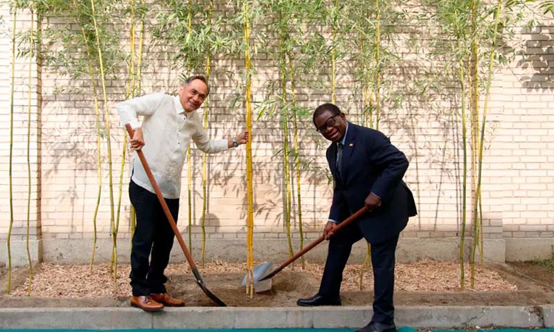 INBAR Director General Ali Mchumo (right), and Philippine Ambassador to China Jaime FlorCruz (left) plant bamboos together. Photo: Courtesy of INBAR