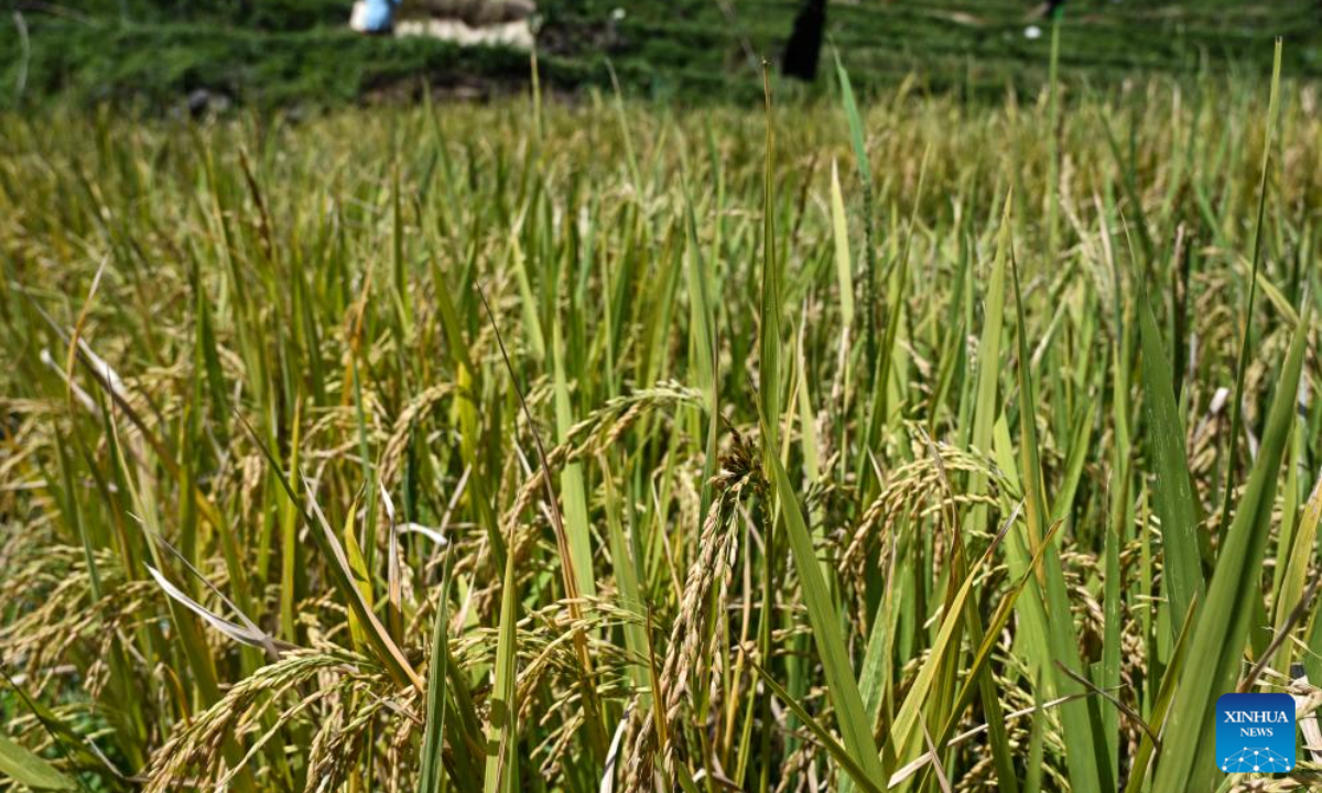 Farmers harvest rice in their paddy field at Cisalada Village, Bogor Regency of West Java province in Indonesia, on July 20, 2023. Photo:Xinhua