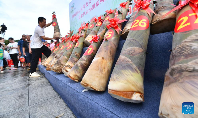 Bamboo Shoot Competition Held In Liucheng S China S Guangxi Global Times   0a6a1a91 5a5b 4a5b Acbc B1722ad3d65d 