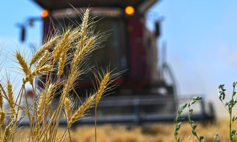 This photo taken on July 15, 2023 shows a farmer harvesting wheat in Hutubi County, northwest China's Xinjiang Uygur Autonomous Region. This year's summer grain harvest in northwest China's Xinjiang has entered a key period. Over 10 million mu (about 666,666.67 hectares) of wheat has been harvested so far. (Xinhua/Ding Lei)