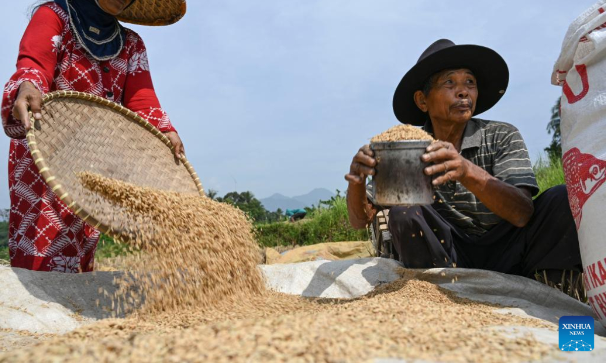 Farmers harvest rice in their paddy field at Cisalada Village, Bogor Regency of West Java province in Indonesia, on July 20, 2023. Photo:Xinhua