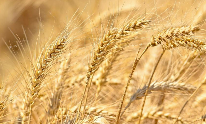 This photo taken on July 15, 2023 shows ripe wheat in Hutubi County, northwest China's Xinjiang Uygur Autonomous Region. This year's summer grain harvest in northwest China's Xinjiang has entered a key period. Over 10 million mu (about 666,666.67 hectares) of wheat has been harvested so far. (Xinhua/Ding Lei)