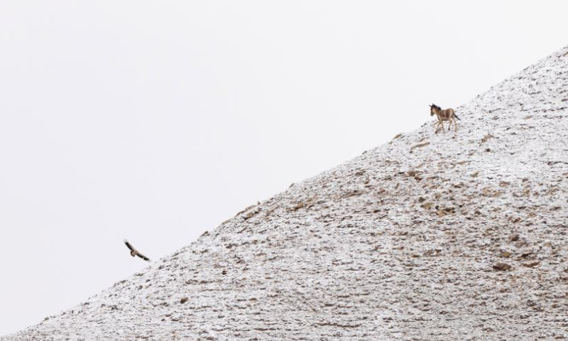 This photo taken on July 2, 2023 shows a Tibetan wild donkey and a Himalayan griffon vulture in the Altun Mountains National Nature Reserve in northwest China's Xinjiang Uygur Autonomous Region. (Xinhua/Cai Yang)