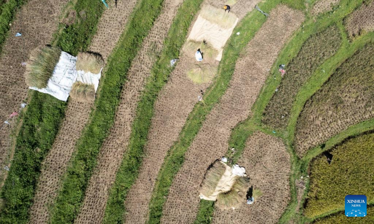 This aerial photo taken on July 20, 2023 shows farmers harvesting rice in their paddy field at Cisalada Village, Bogor Regency of West Java province in Indonesia. Photo:Xinhua