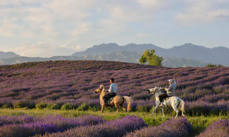 Tourists ride horses in a lavender field in Sigong Village, Huocheng County, northwest China's Xinjiang Uygur Autonomous Region, July 14, 2023. Sigong Village has planted 12,000 mu (about 800 hectares) of lavender. The lavender planting bases here have helped promote local tourism and the lavender processing industry. In 2022, per capita income in Sigong Village reached 22,000 yuan (about 3,080 US dollars). (Xinhua/Hao Zhao)