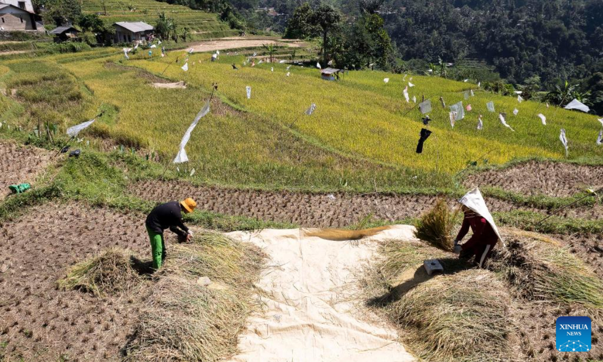 Farmers harvest rice in their paddy field at Cisalada Village, Bogor Regency of West Java province in Indonesia, on July 20, 2023. Photo:Xinhua