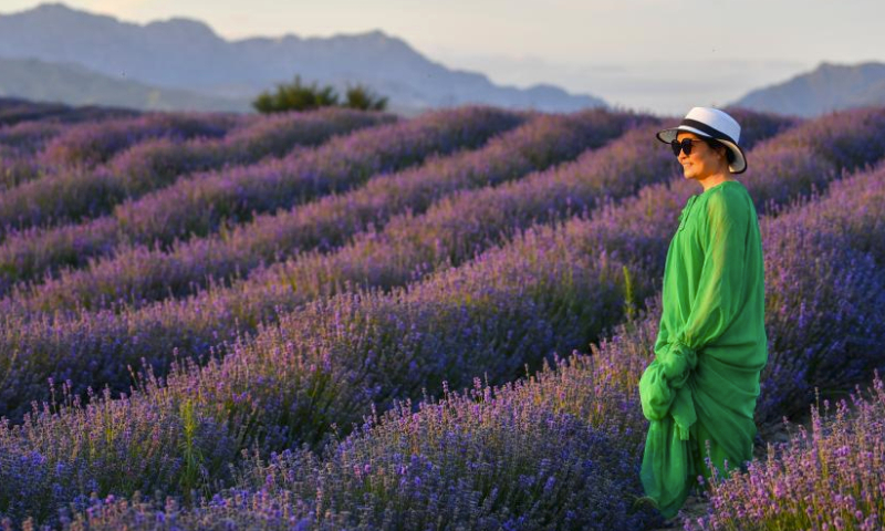 A tourist poses for photos in a lavender field in Sigong Village, Huocheng County, northwest China's Xinjiang Uygur Autonomous Region, July 15, 2023. Sigong Village has planted 12,000 mu (about 800 hectares) of lavender. The lavender planting bases here have helped promote local tourism and the lavender processing industry. In 2022, per capita income in Sigong Village reached 22,000 yuan (about 3,080 US dollars). (Xinhua/Zhao Ge)