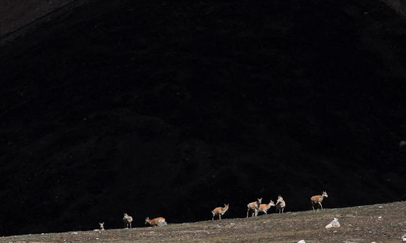 This photo taken on July 9, 2023 shows Tibetan antelopes in the Altun Mountains National Nature Reserve in northwest China's Xinjiang Uygur Autonomous Region. (Xinhua/Wang Peng)