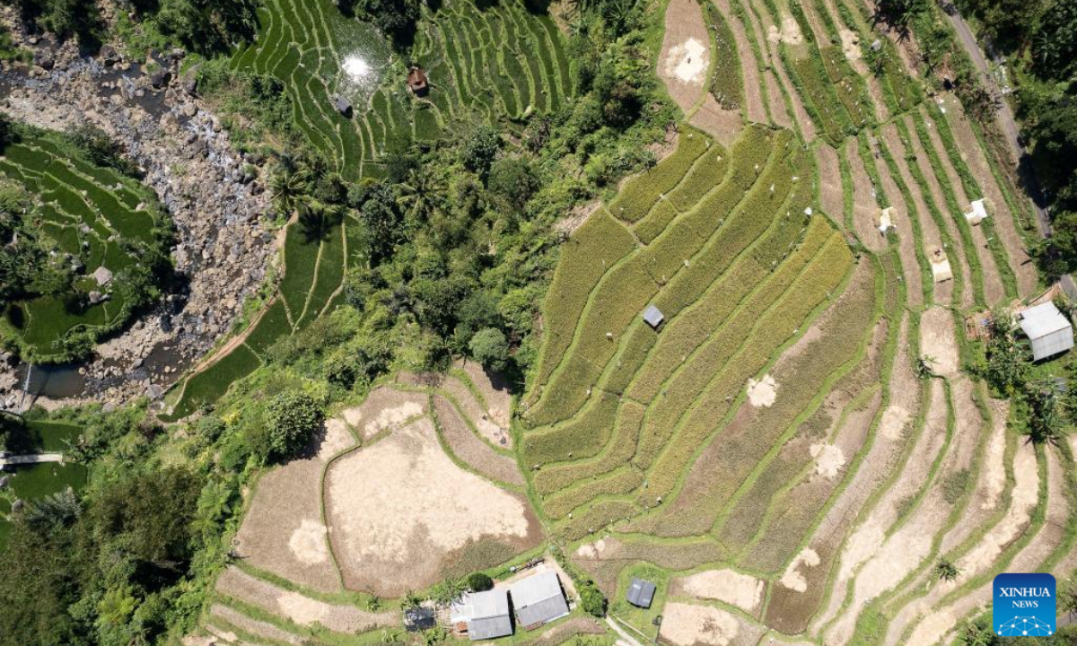 This aerial photo taken on July 20, 2023 shows rice terraces at Cisalada Village, Bogor Regency of West Java province in Indonesia. Photo:Xinhua