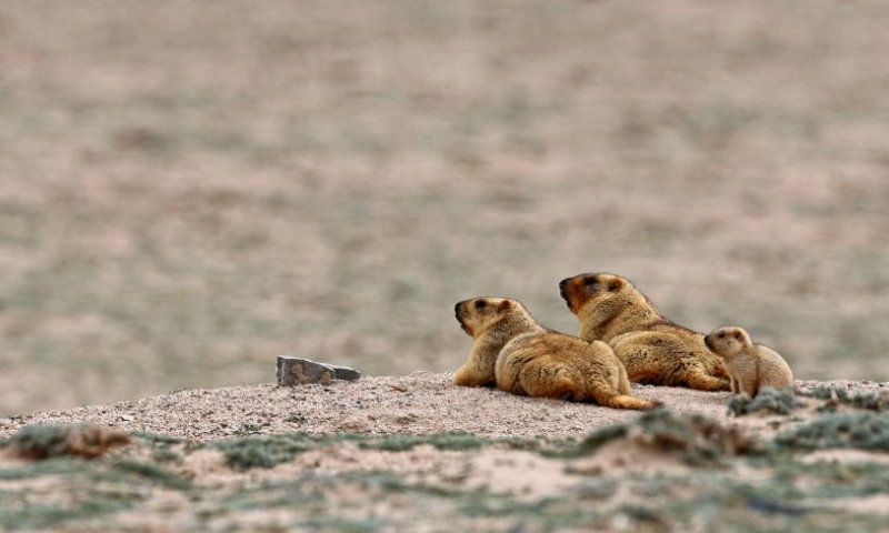 This photo taken on July 5, 2023 shows Himalayan marmots (Marmota himalayana) in the Altun Mountains National Nature Reserve in northwest China's Xinjiang Uygur Autonomous Region. (Xinhua/Wang Peng)