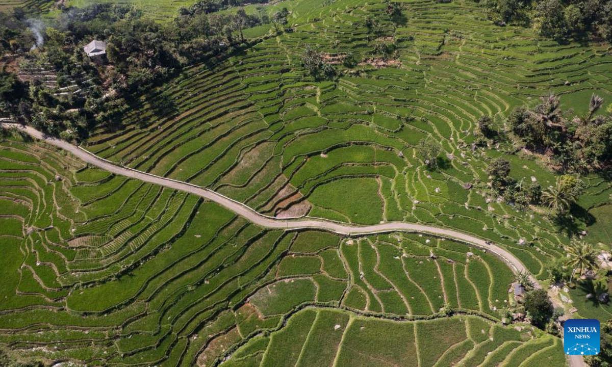 This aerial photo taken on July 20, 2023 shows rice terraces at Cisalada Village, Bogor Regency of West Java province in Indonesia. Photo:Xinhua