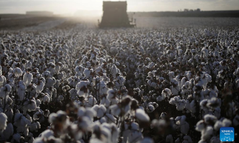 A reaper harvests cotton at a cotton field in the Pamplona farm in Cristalina, Goias, Brazil, July 10, 2023.(Photo: Xinhua)