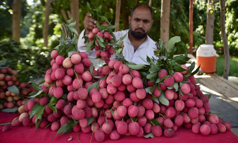 A worker arranges harvested lychee fruits in an orchard on the outskirts of northwest Pakistan's Peshawar on July 10, 2023.(Photo: Xinhua)