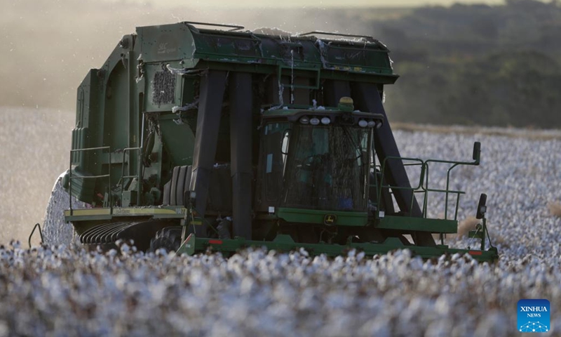 A reaper harvests cotton at a cotton field in the Pamplona farm in Cristalina, Goias, Brazil, July 10, 2023.(Photo: Xinhua)