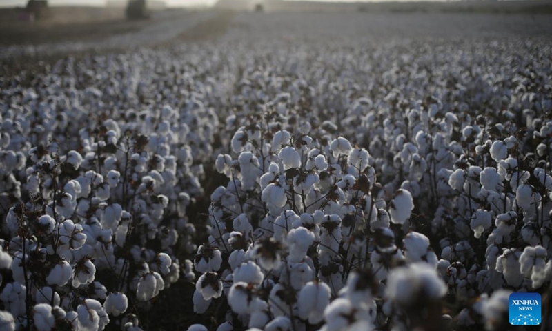 This photo taken on July 10, 2023 shows a cotton field at the Pamplona farm in Cristalina, Goias, Brazil.(Photo: Xinhua)