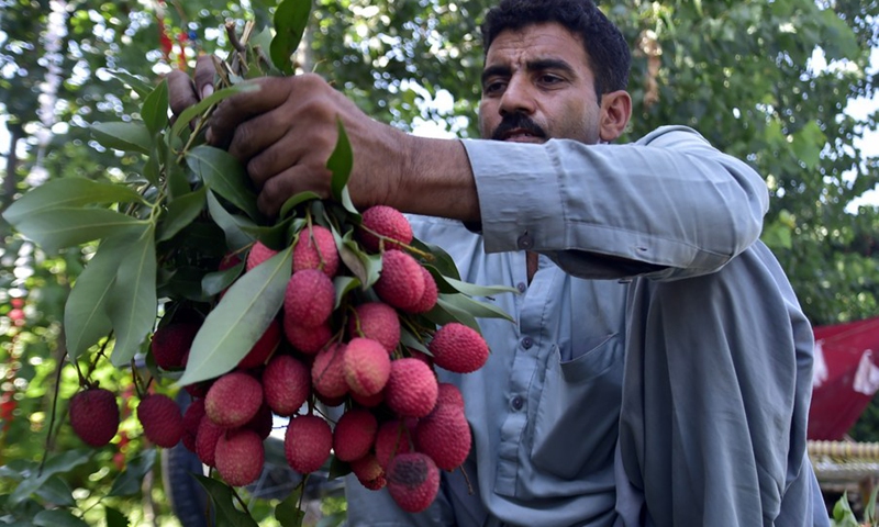 A worker checks harvested lychee fruits in an orchard on the outskirts of northwest Pakistan's Peshawar on July 10, 2023.(Photo: Xinhua)