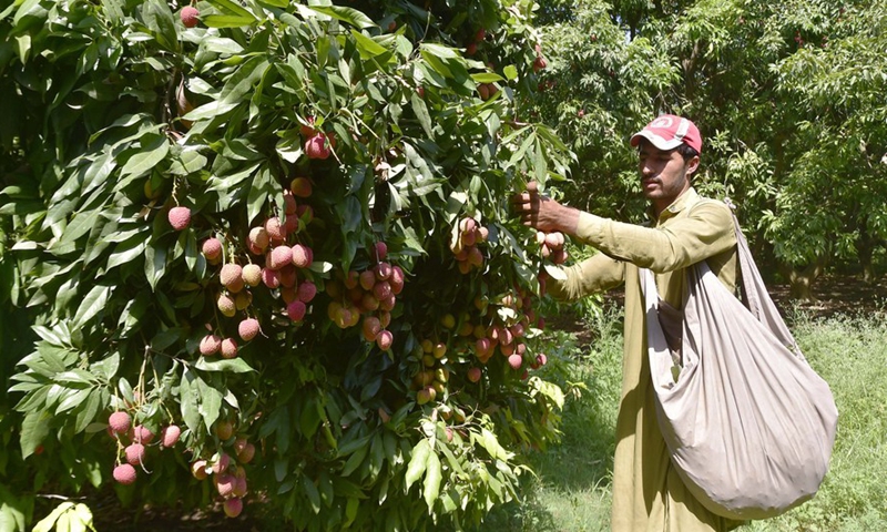 A worker harvests lychee fruits in an orchard on the outskirts of northwest Pakistan's Peshawar on July 10, 2023.(Photo: Xinhua)
