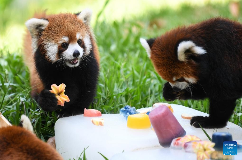 Red pandas enjoy iced fruits at the Guangzhou Zoo in Guangzhou, south China's Guangdong Province, July 13, 2023. The zoo has taken various measures to cool the animals during the summer heat in Guangzhou.(Photo: Xinhua)