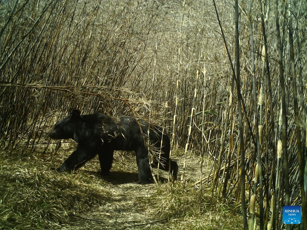 This photo taken by an infrared camera on April 9, 2023 shows a black bear in Gaoligong Mountain National Nature Reserve, southwest China's Yunnan Province. As one of the global biodiversity hotspots, the Gaoligong Mountains are home to about 17 percent of higher plants, about 30 percent of mammals and 35 percent of birds in China in terms of the number of species.(Photo: Xinhua)