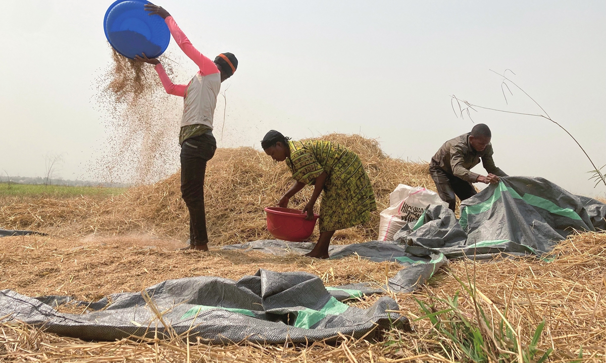 A farmer works on a rice farm along with his family members in Agatu village on the outskirts of Benue, Nigeria, on January 5, 2022. Photo: VCG