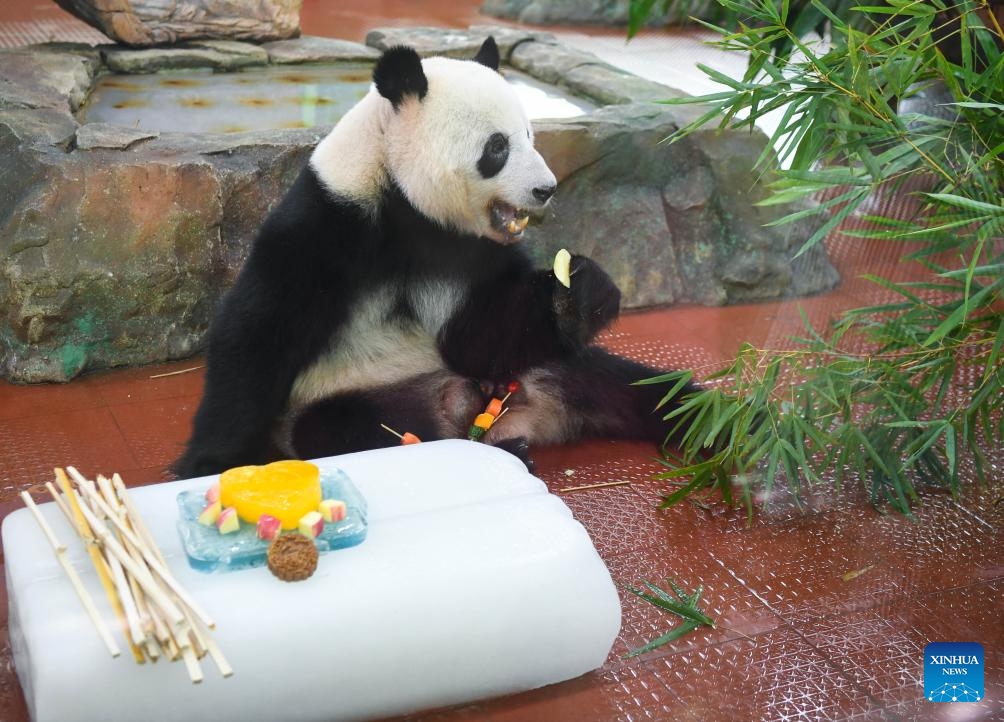 A giant panda has fun at an air-conditioned room at the Guangzhou Zoo in Guangzhou, south China's Guangdong Province, July 13, 2023. The zoo has taken various measures to cool the animals during the summer heat in Guangzhou.(Photo: Xinhua)