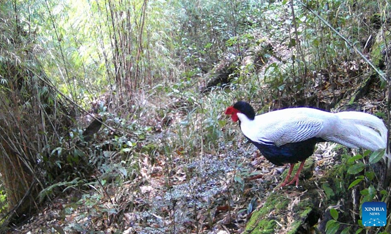 This photo taken by an infrared camera on Dec. 19, 2022 shows a silver pheasant in Gaoligong Mountain National Nature Reserve, southwest China's Yunnan Province. As one of the global biodiversity hotspots, the Gaoligong Mountains are home to about 17 percent of higher plants, about 30 percent of mammals and 35 percent of birds in China in terms of the number of species.(Photo: Xinhua)