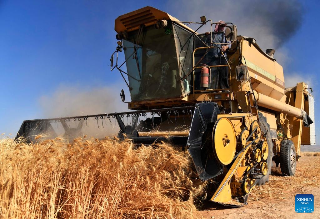 Farmers harvest wheat in the Dumair area, Damascus, Syria, on July 13, 2023.(Photo: Xinhua)