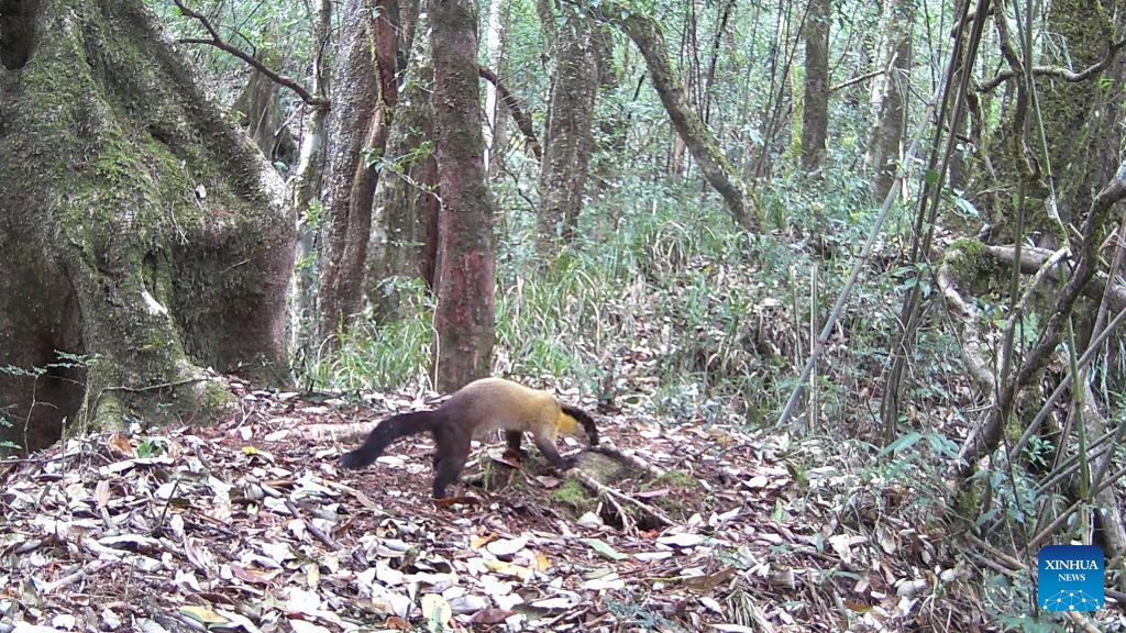 This photo taken by an infrared camera on March 23, 2022 shows a yellow-throated marten in Gaoligong Mountain National Nature Reserve, southwest China's Yunnan Province. As one of the global biodiversity hotspots, the Gaoligong Mountains are home to about 17 percent of higher plants, about 30 percent of mammals and 35 percent of birds in China in terms of the number of species.(Photo: Xinhua)
